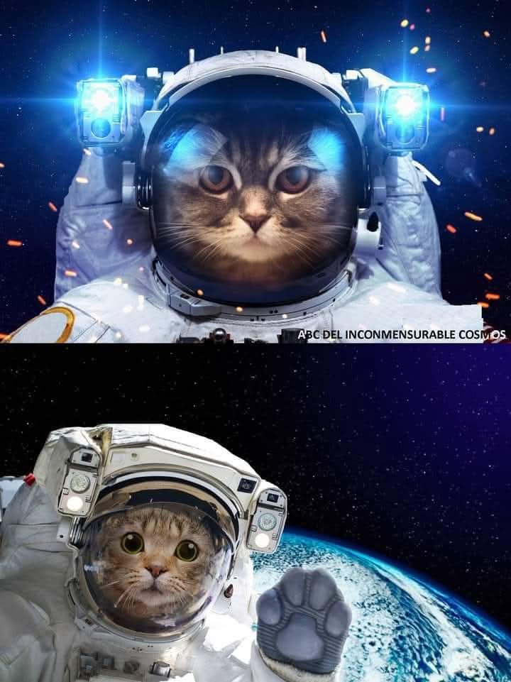 Los gatos también han ido al espacio