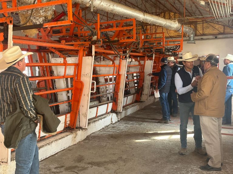 Se abre frontera a ganado de Chihuahua mañana