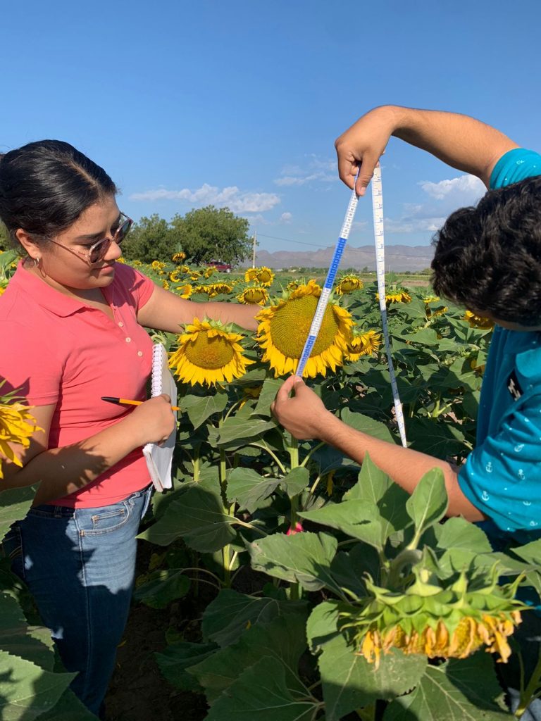 Investigadores de la UACH impulsan cultivos alternativos para optimizar el uso del agua