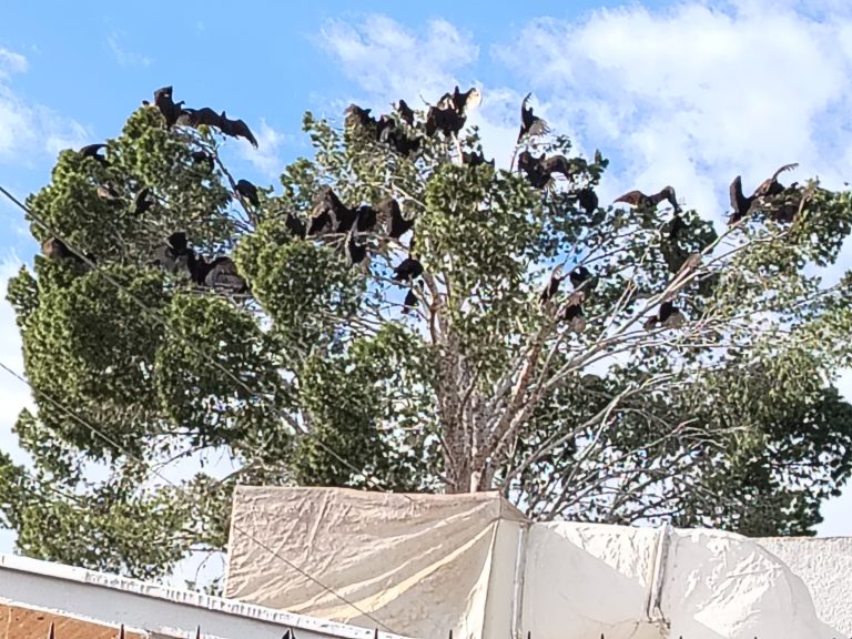 Las auras, aves que surcan el cielo de Chihuahua Capital