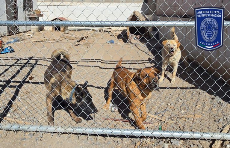 Rescató Fiscalía Norte 38 canes víctimas de maltrato animal durante febrero