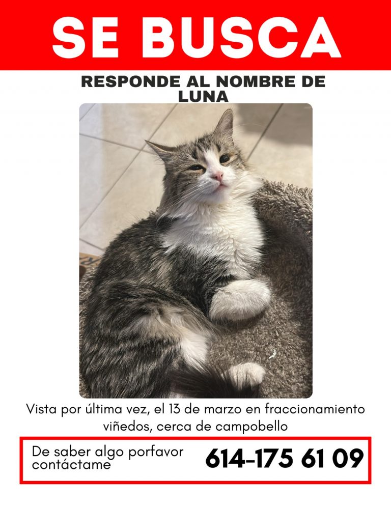 Ayúdanos a encontrar a una gatita extraviada