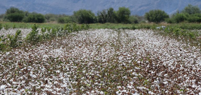 El Plan Nueva Laguna