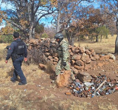 Aseguran municiones y droga en campamento en el municipio de Madera