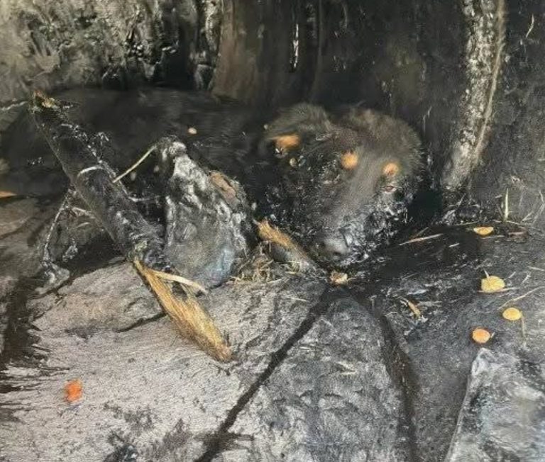 Maru Campos instruye investigación a fondo por caso de la perrita “Violeta”