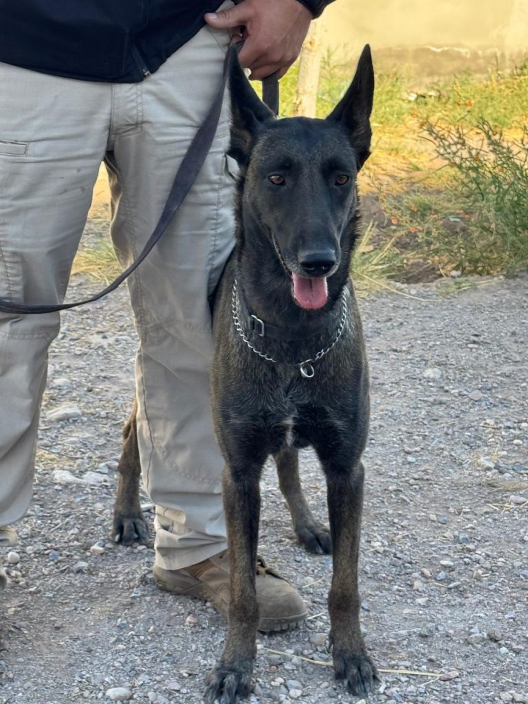 Agente canina se suma a la búsqueda de personas desaparecidas