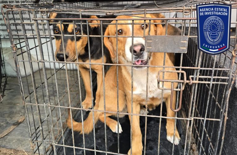 Rescató Fiscalía Zona Norte en marzo a 17 mascotas en situación de maltrato