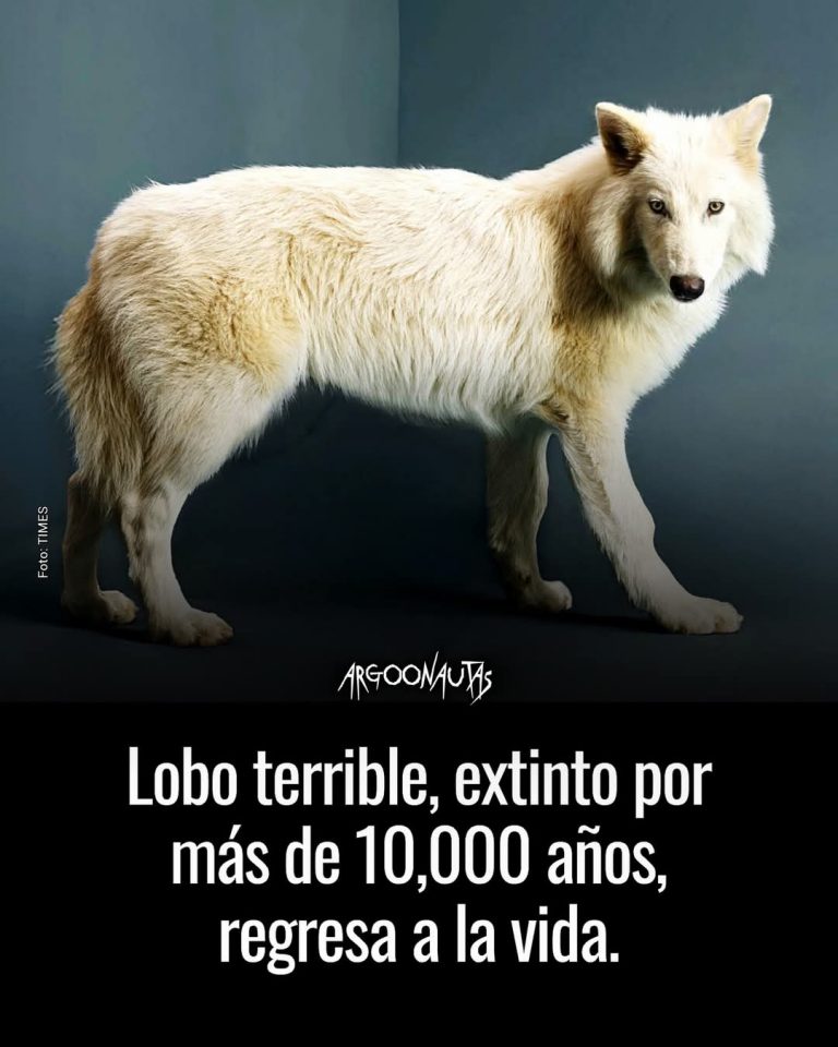 El lobo terrible, extinto por más de 10,000 años, regresa a la vida.