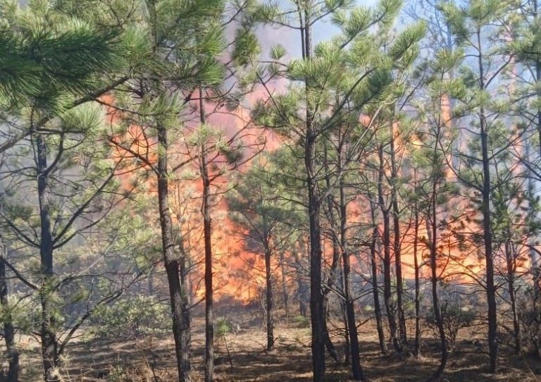 Atienden 233 brigadistas 9 incendios forestales en Chihuahua