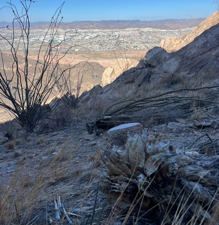 Destruyen ocotillo que usan como leña en la Sierra Nombre de Dios