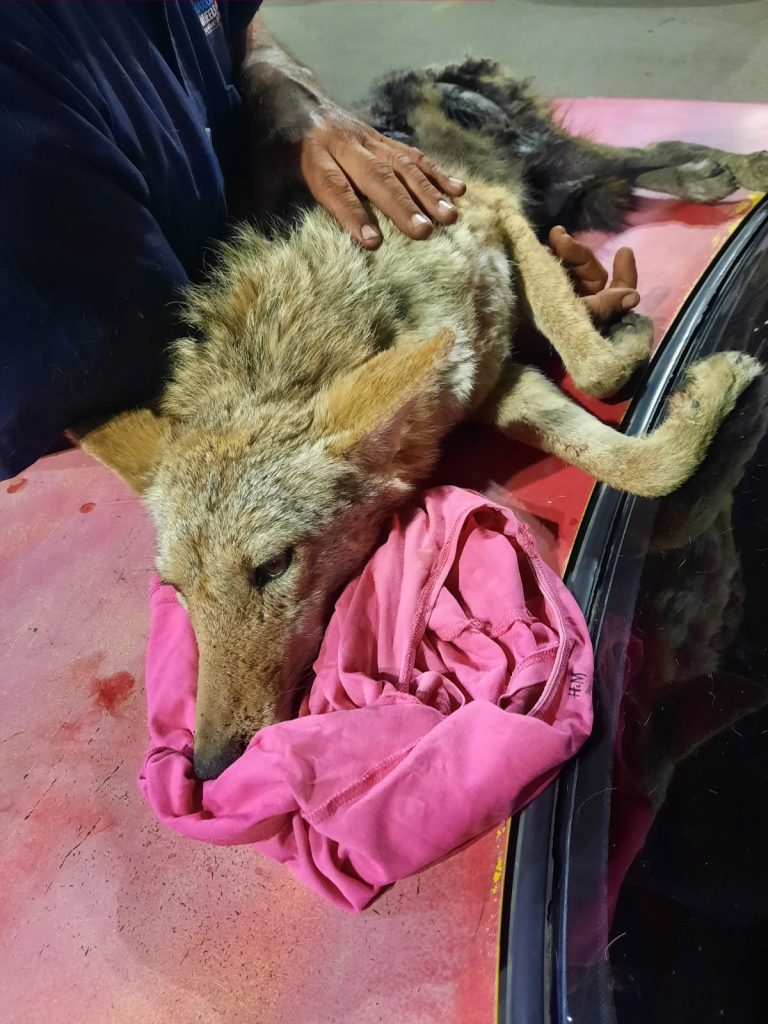 Coyote rescatado en Vistas del Norte fue entregado por Bomberos a Ecología municipal