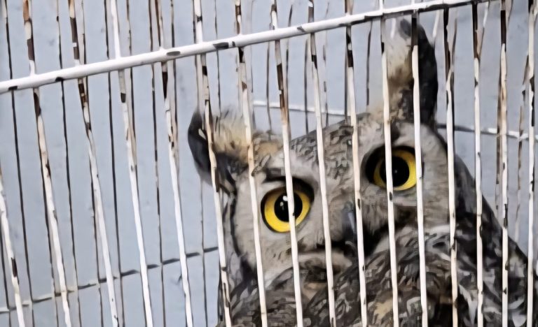 Personal del H. Cuerpo de Bomberos rescata búho lastimado en una vivienda