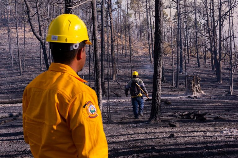 Reportan tres incendios forestales liquidados en las últimas 24 horas