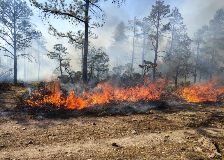 Reportan seis incendios forestales activos en el estado