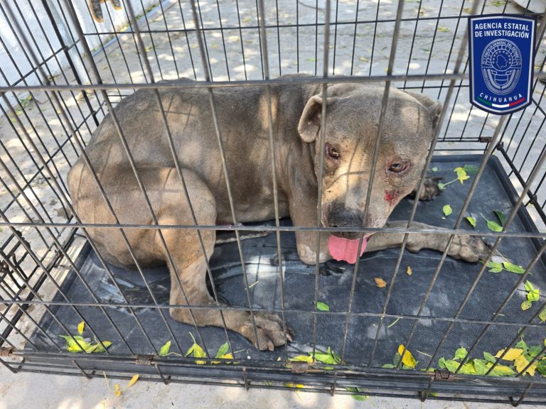 Durante cateos, rescató FGE 21 perritos en situación de maltrato en Cd. Juárez