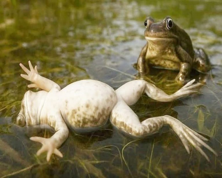 ¡Ranas hembras fingen su propia muerte para evitar a los machos feos!