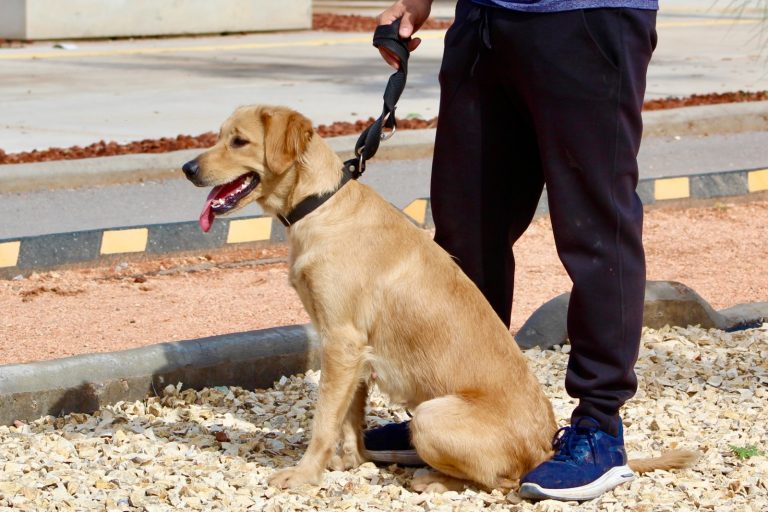 Más de 3 mil mascotas ya forman parte del Registro Municipal de Animales de Compañía