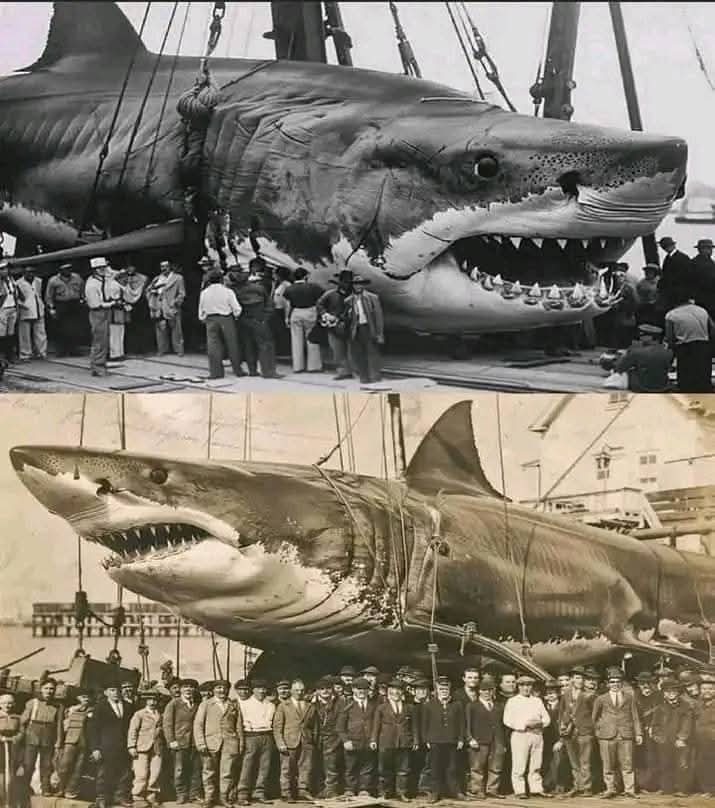 El megalodón, la criatura gigante que asombró a todos