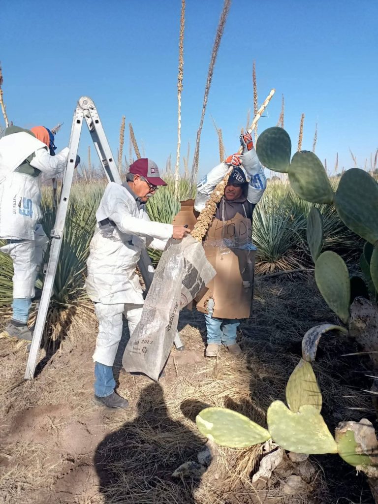 FCAyF-UACH realiza recolección de semilla de sotol en la Huerta Sotolera