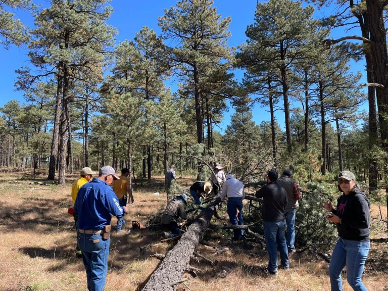 Intensifica Desarrollo Rural acciones para el combate y control de plagas forestales